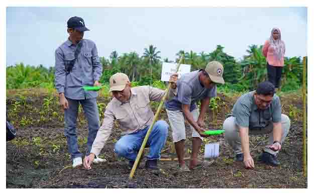 Penanaman Padi di Desa Kosa