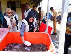 Ketua Tim Penggerak PKK Kota Tidore Kepulauan Hj Rahmawati Muhammad Sinen saat menghadiri proses panen ke 3 udang vaname yang dikelola kelompok pembudidaya ikan dan udang Kelurahan Dowora